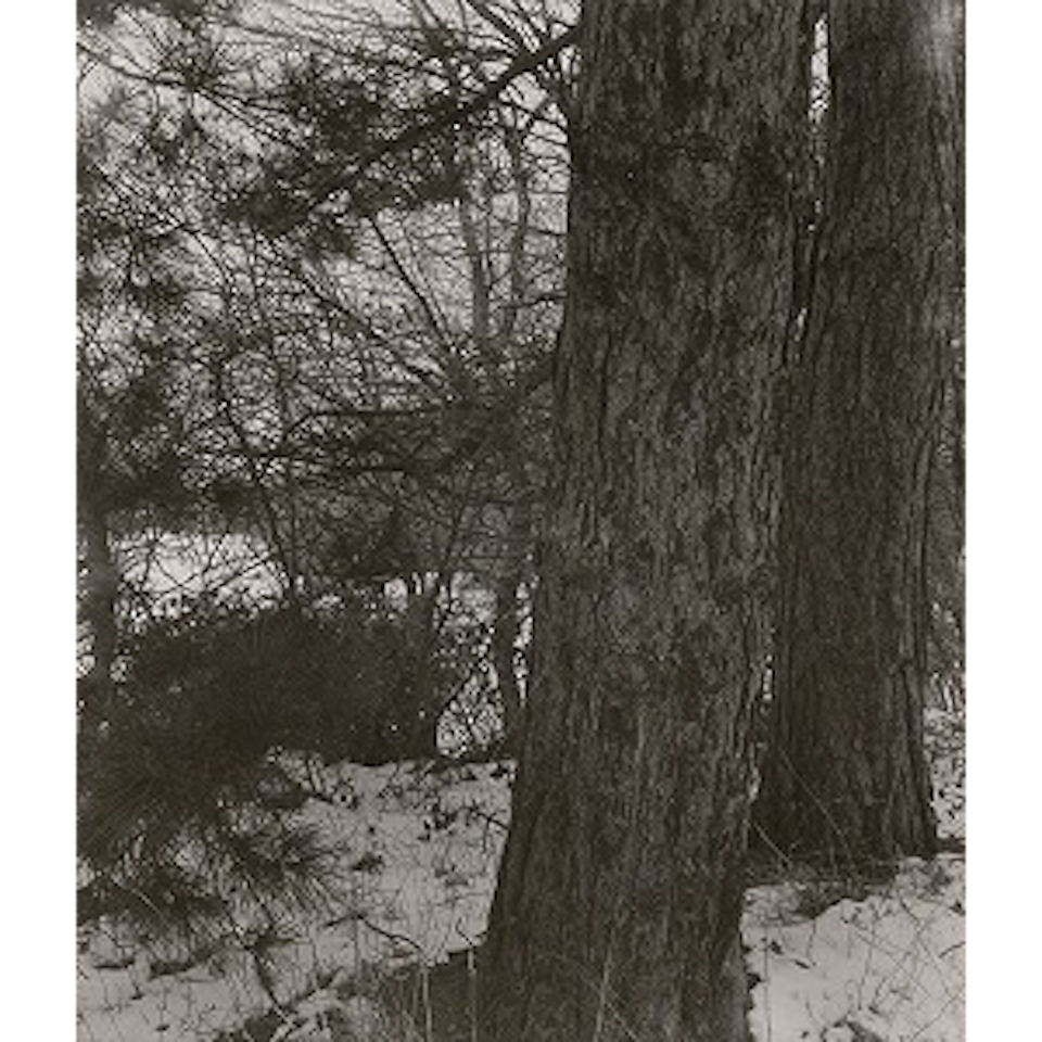 Diary of Elizabeth C. Dixon, 1840 - 41 (1822 - 72) Connecticut Landscapes #133, 1979 (Two Trees) by James Welling