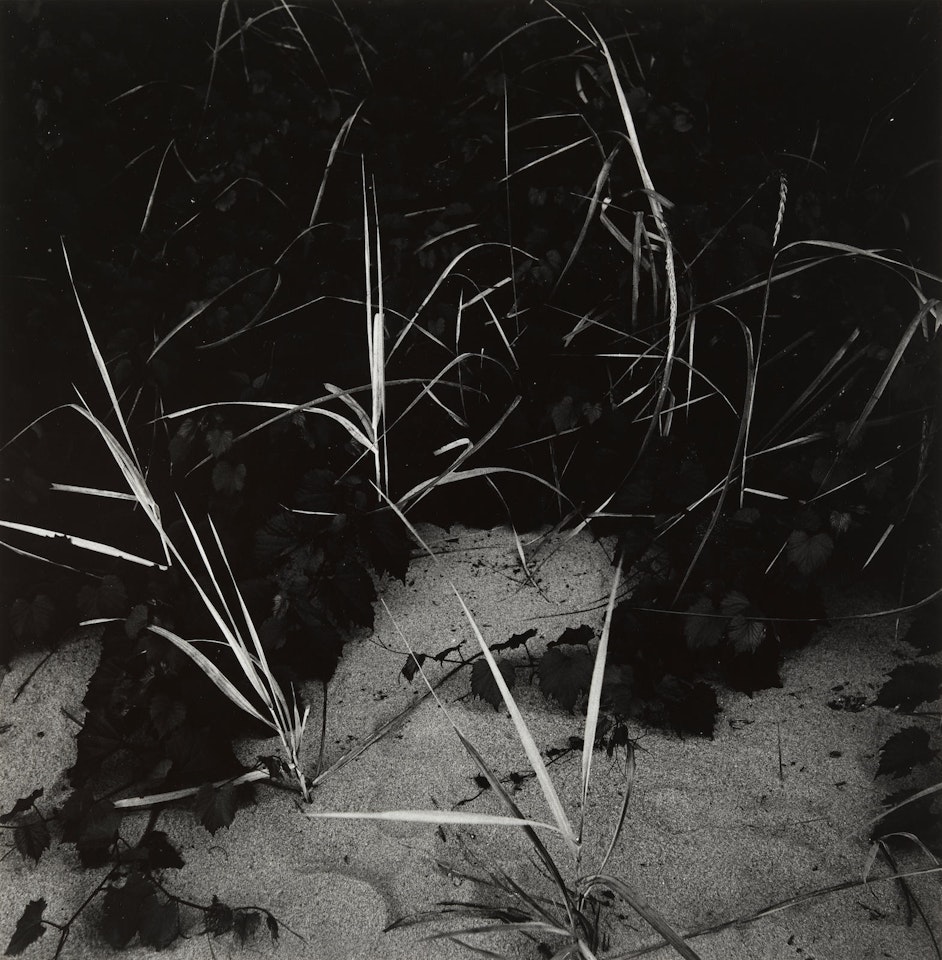 Lake Michigan (Reeds) by Harry Callahan