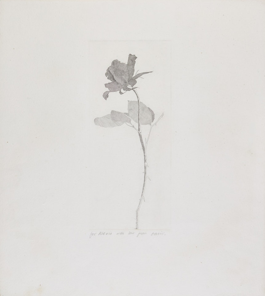 THE ROSE AND THE ROSE STALK (S.A.C. 78; MCA TOKYO 75) by David Hockney