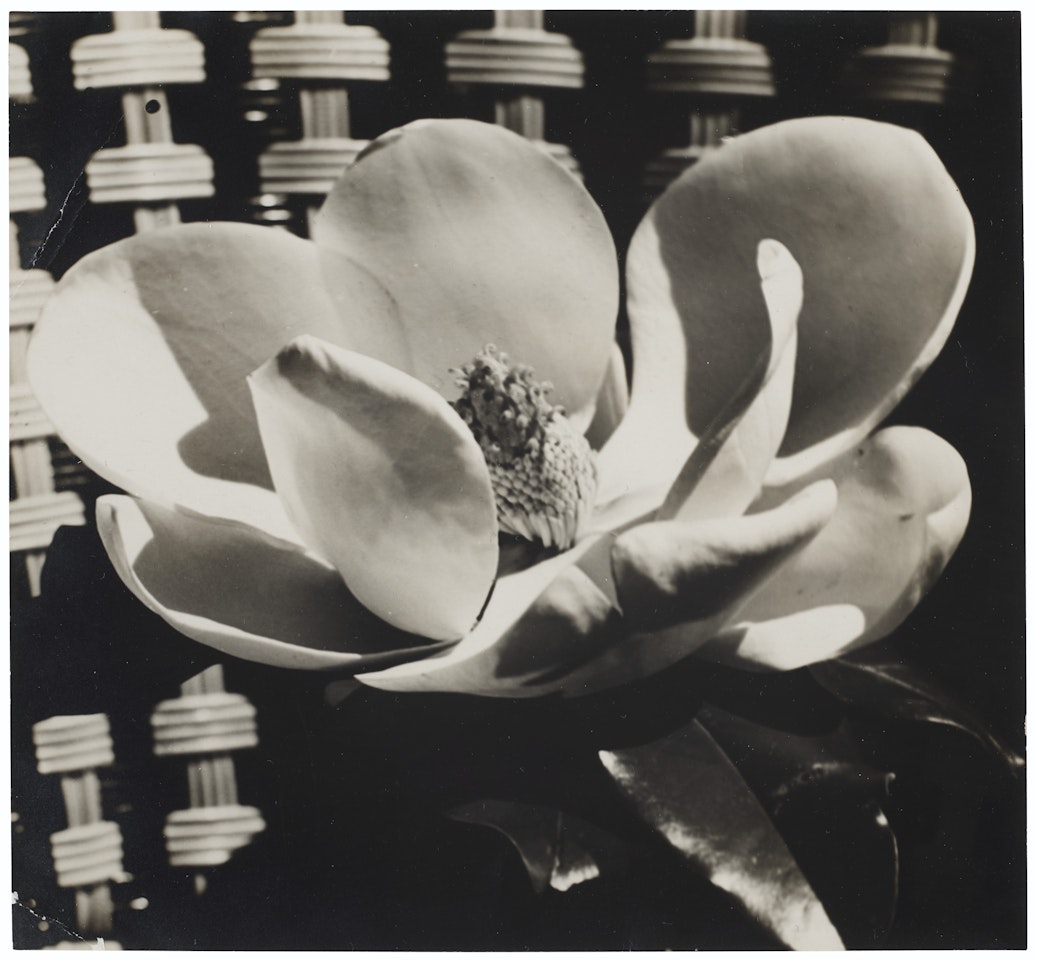 Magnolia Blossom by Man Ray
