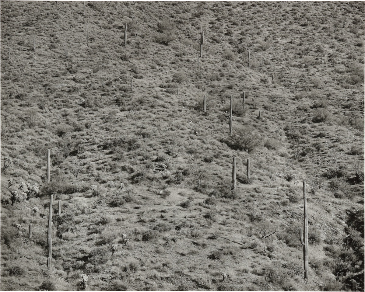 ARIZONA LANDSCAPE by Frederick Sommer