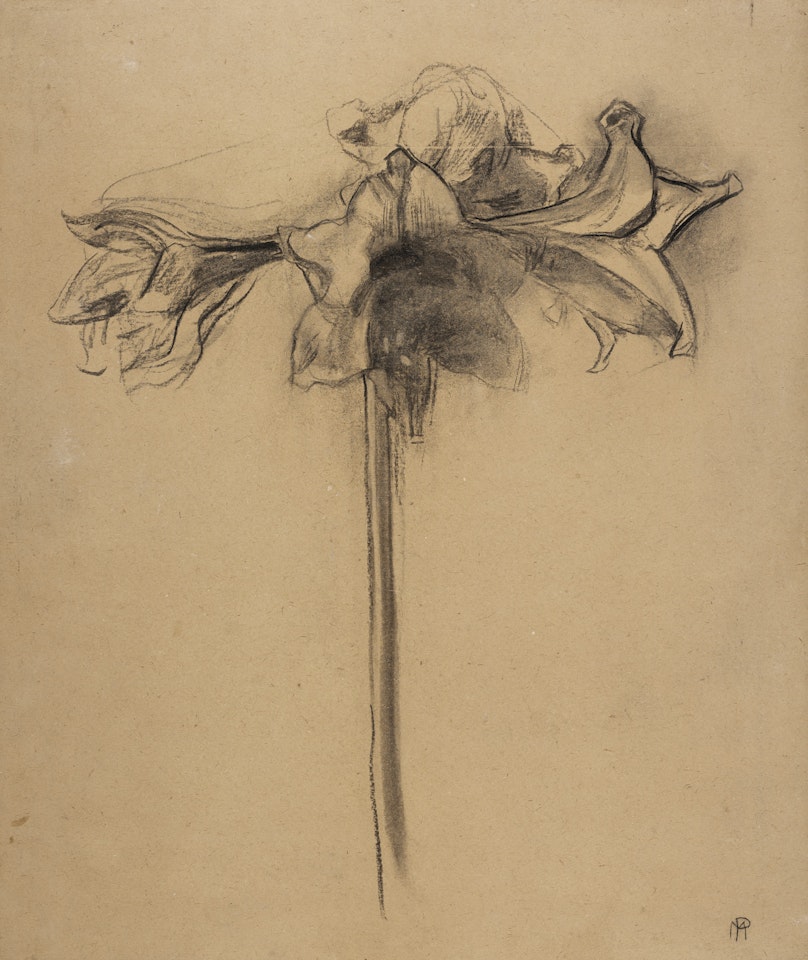 Amaryllis studie by Piet Mondrian