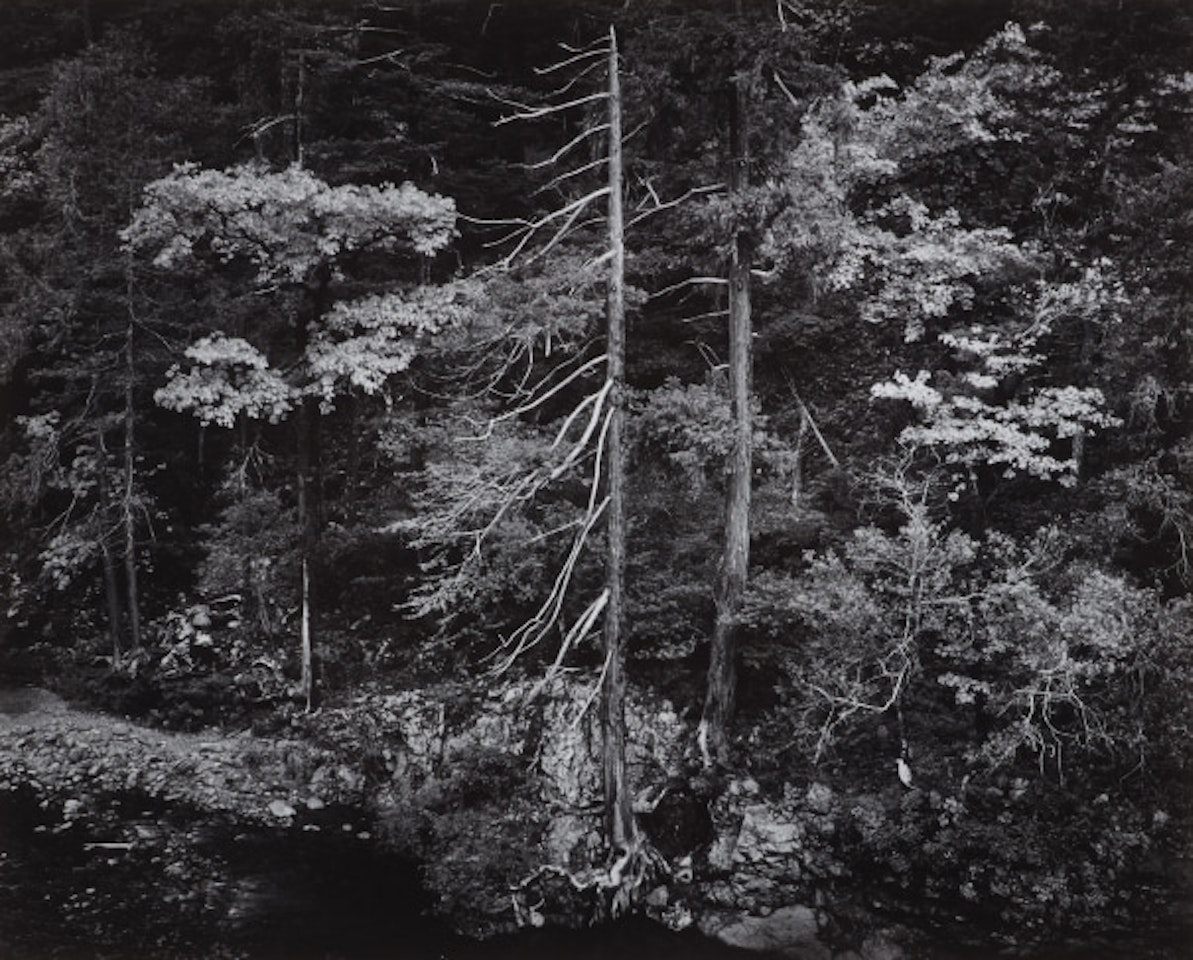 Forest and Stream, Northern California by Ansel Adams