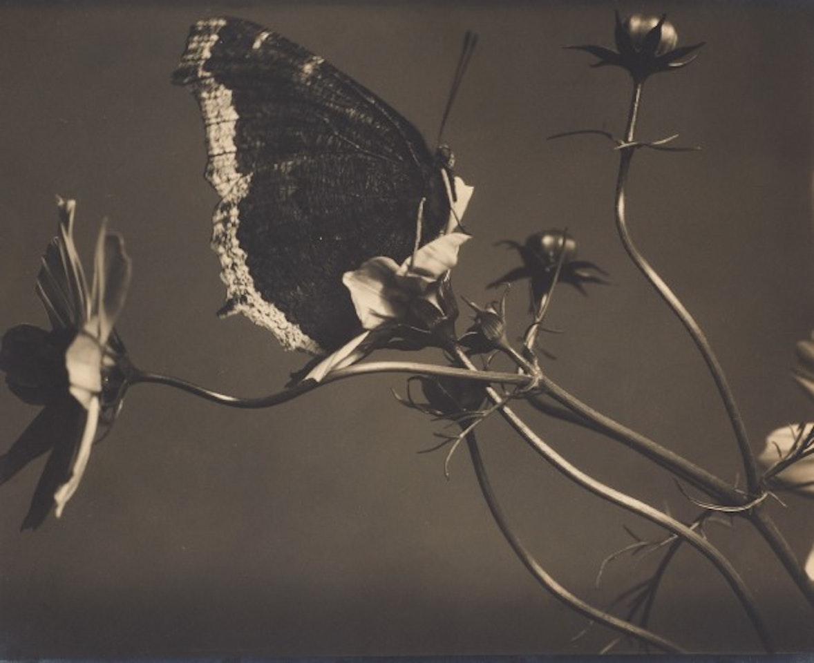Untitled (Mourning Cloak Butterfly on Cosmos) by Edward Steichen