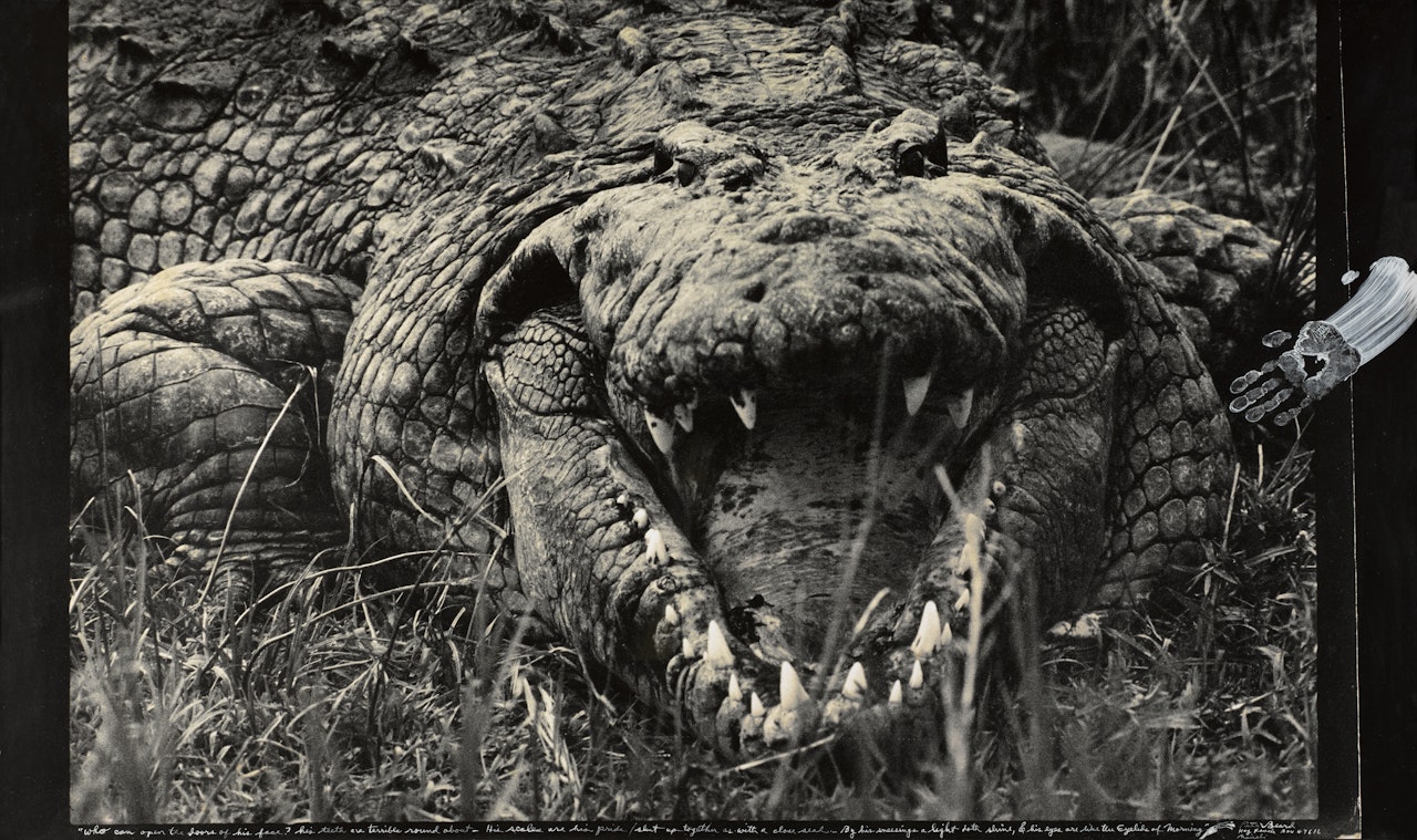 'LARGE MUGGER CROCODILE, CIRCA 15-16 FEET', UGANDA, 1966 by Peter Beard