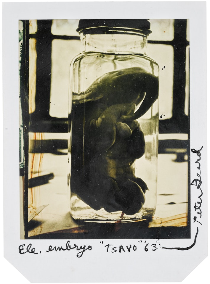'ELEPHANT EMBRYO', TSAVO, 1963  by Peter Beard