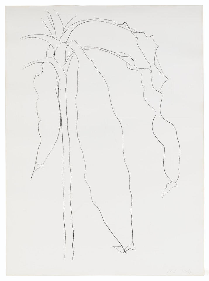 Dracena I by Ellsworth Kelly