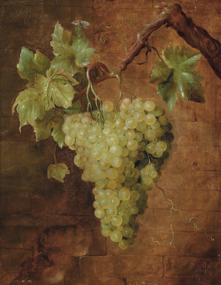 Grapes on a vine with a moth by French School