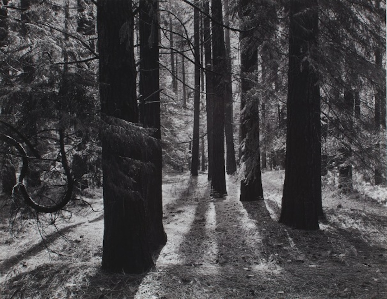 Forest Floor, Yosemite, California by Ansel Adams