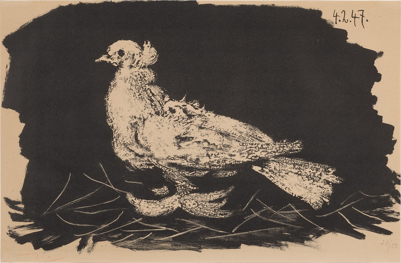 Pigeon blanc Fond noir (B. 420; M. 65) by Pablo Picasso