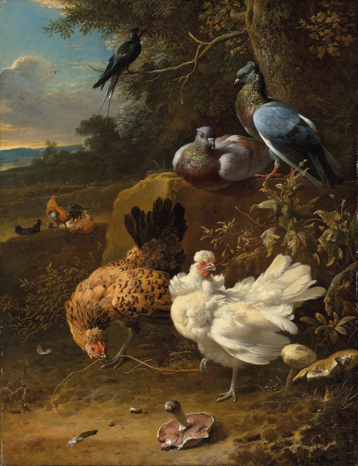 Chickens and pigeons in a landscape by Melchior de Hondecoeter