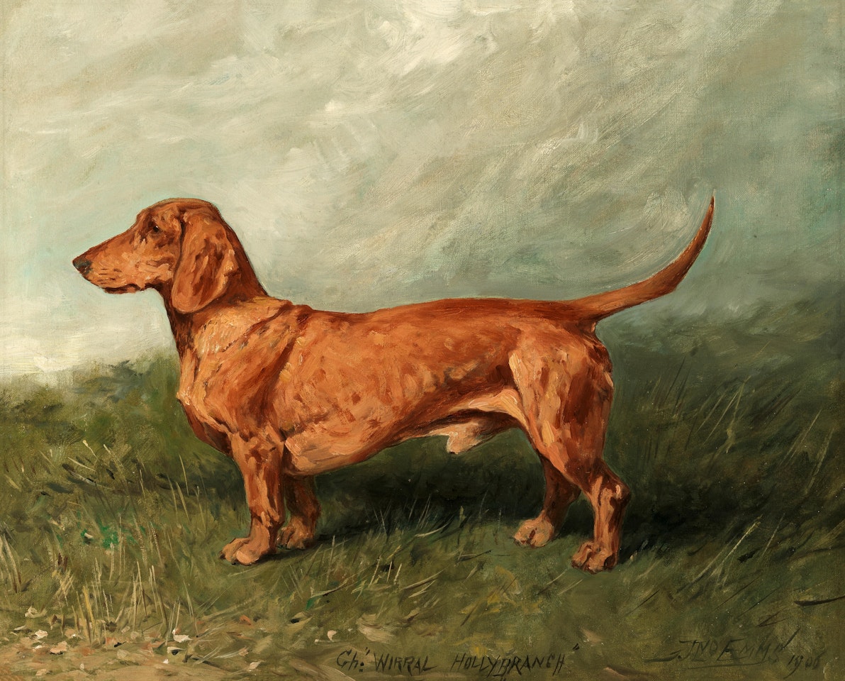 Portrait of a dachshund by John Emms