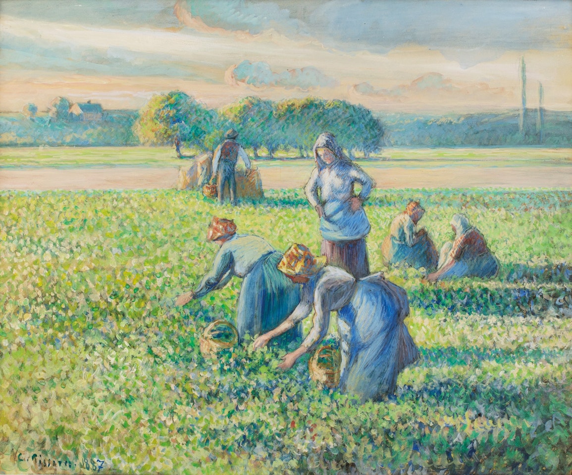 La Récolte des pois  by Camille Pissarro