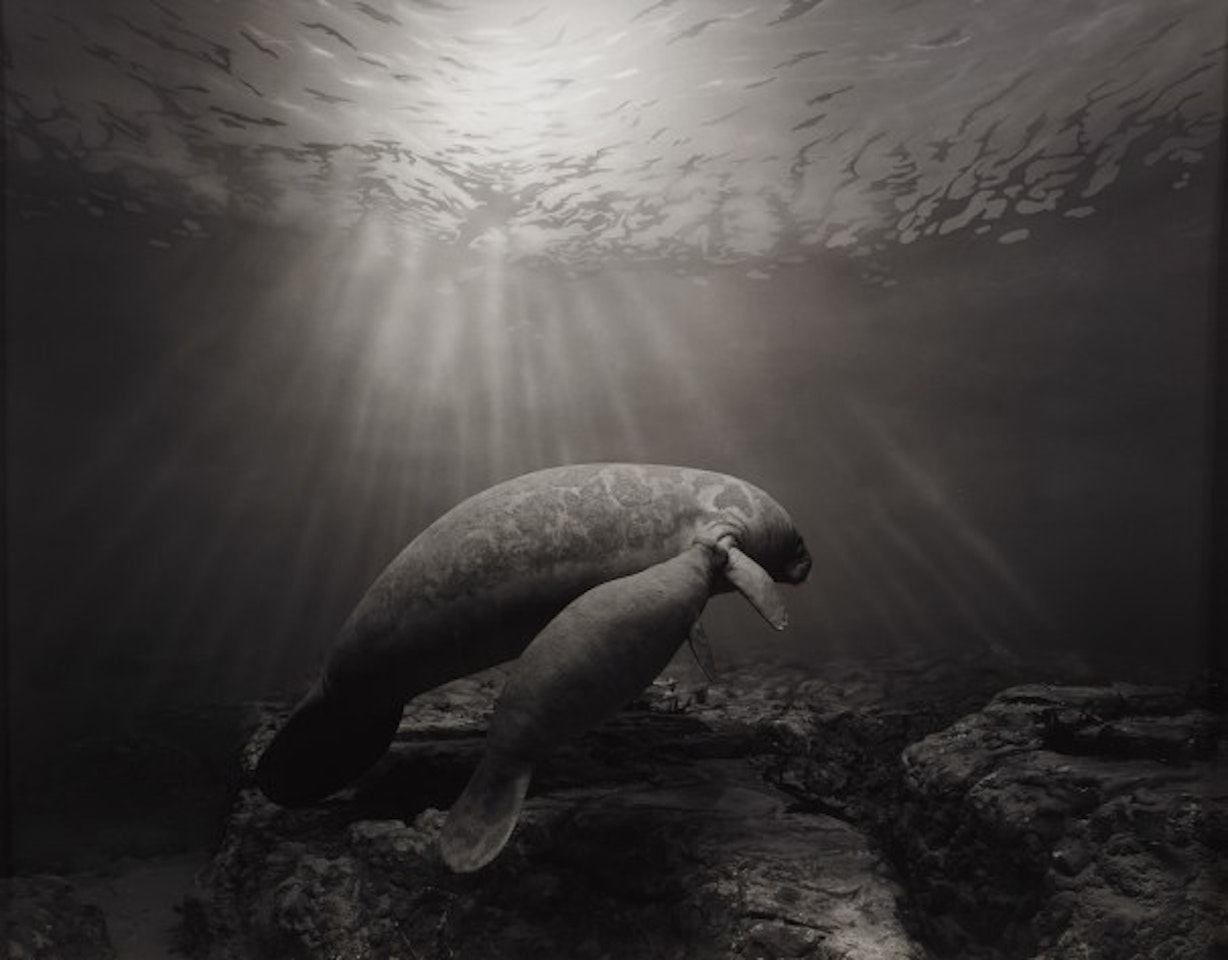 Manatee by Hiroshi Sugimoto