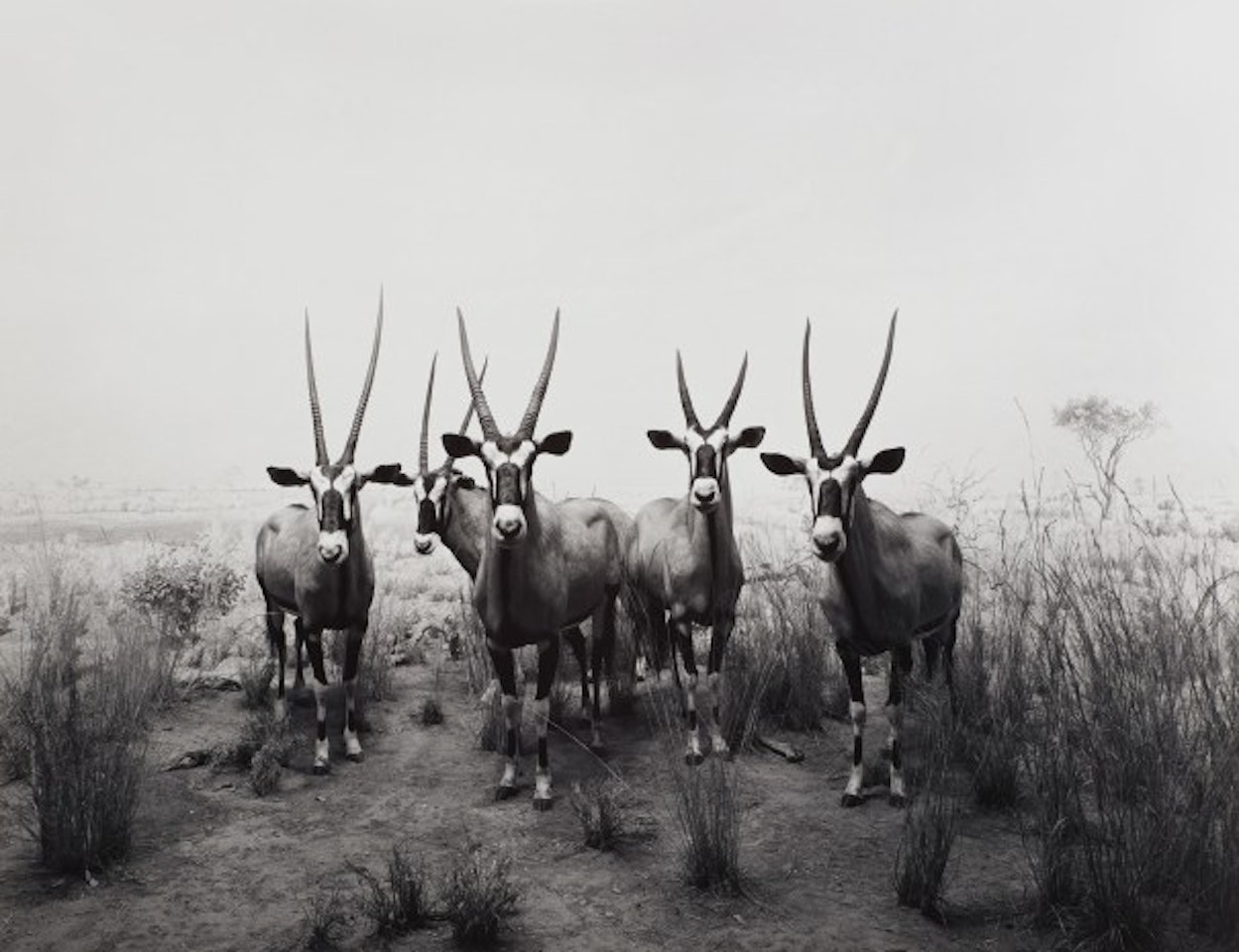 Gemsbok by Hiroshi Sugimoto