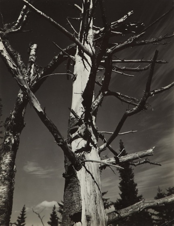 Dead Tree, New England by Paul Strand