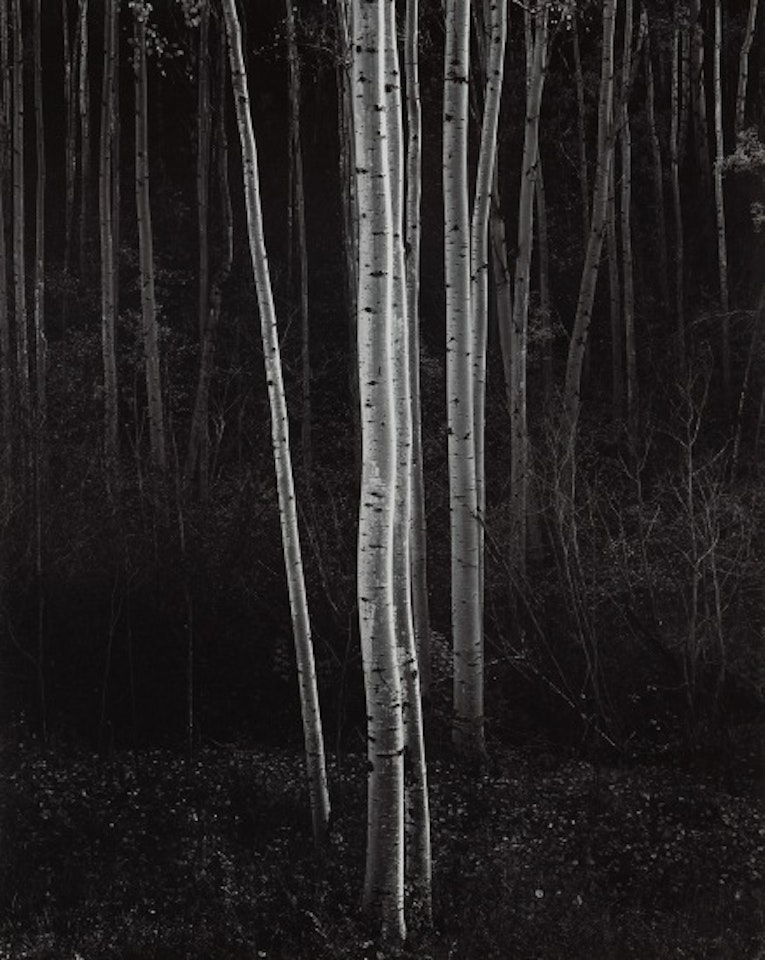 Aspens, Northern New Mexico by Ansel Adams