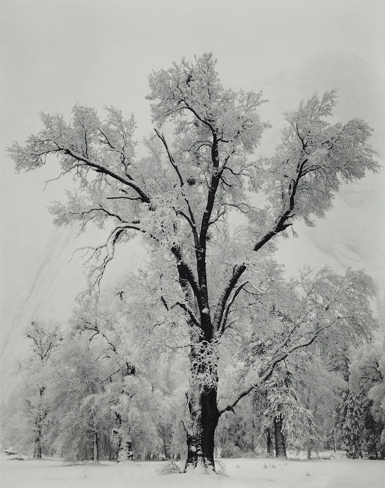 Oak Tree, Snowstorm, Yosemite, 1948 by Ansel Adams