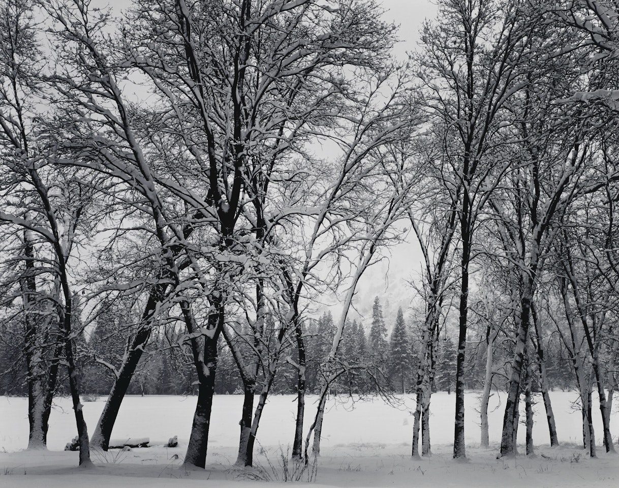Young Oaks in Snow, Yosemite National Park, California, 1938 by Ansel Adams