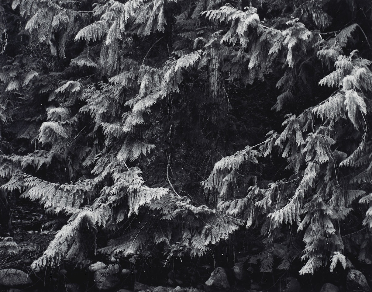 Alaskan Cedars, Cascades, Washington, 1966 by Ansel Adams