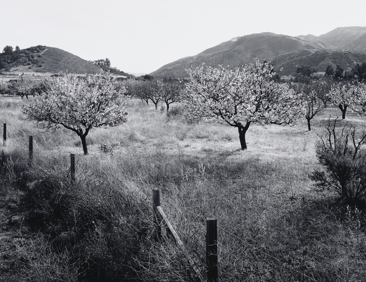 Untitled (Orchard), c. 1950 by Ansel Adams