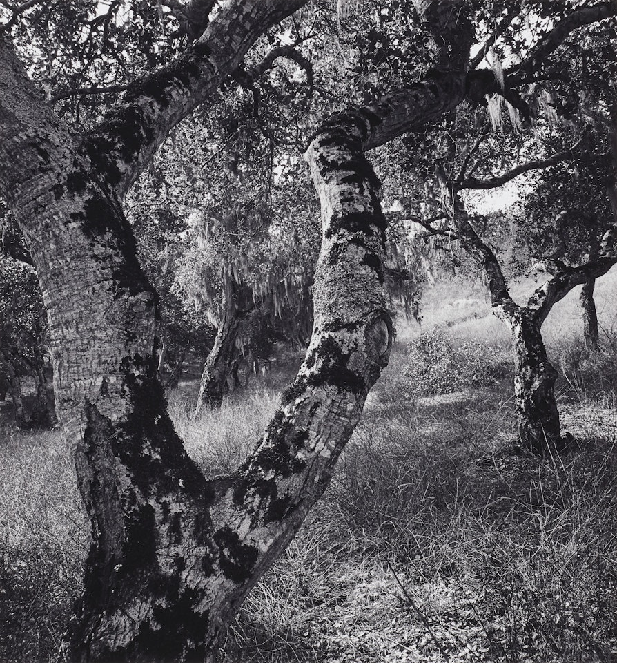 Live Oaks, Garland Park, Carmel Valley, California, 1976 by Ansel Adams
