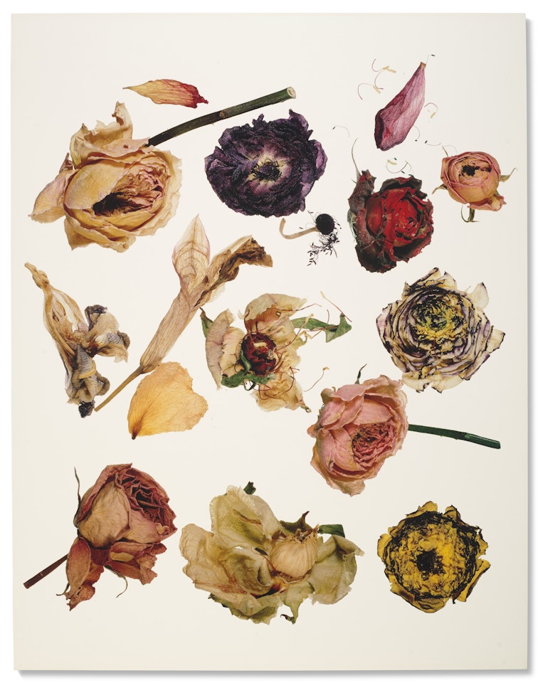 Rose, Ranunculus, Dutch Iris, New York by Irving Penn