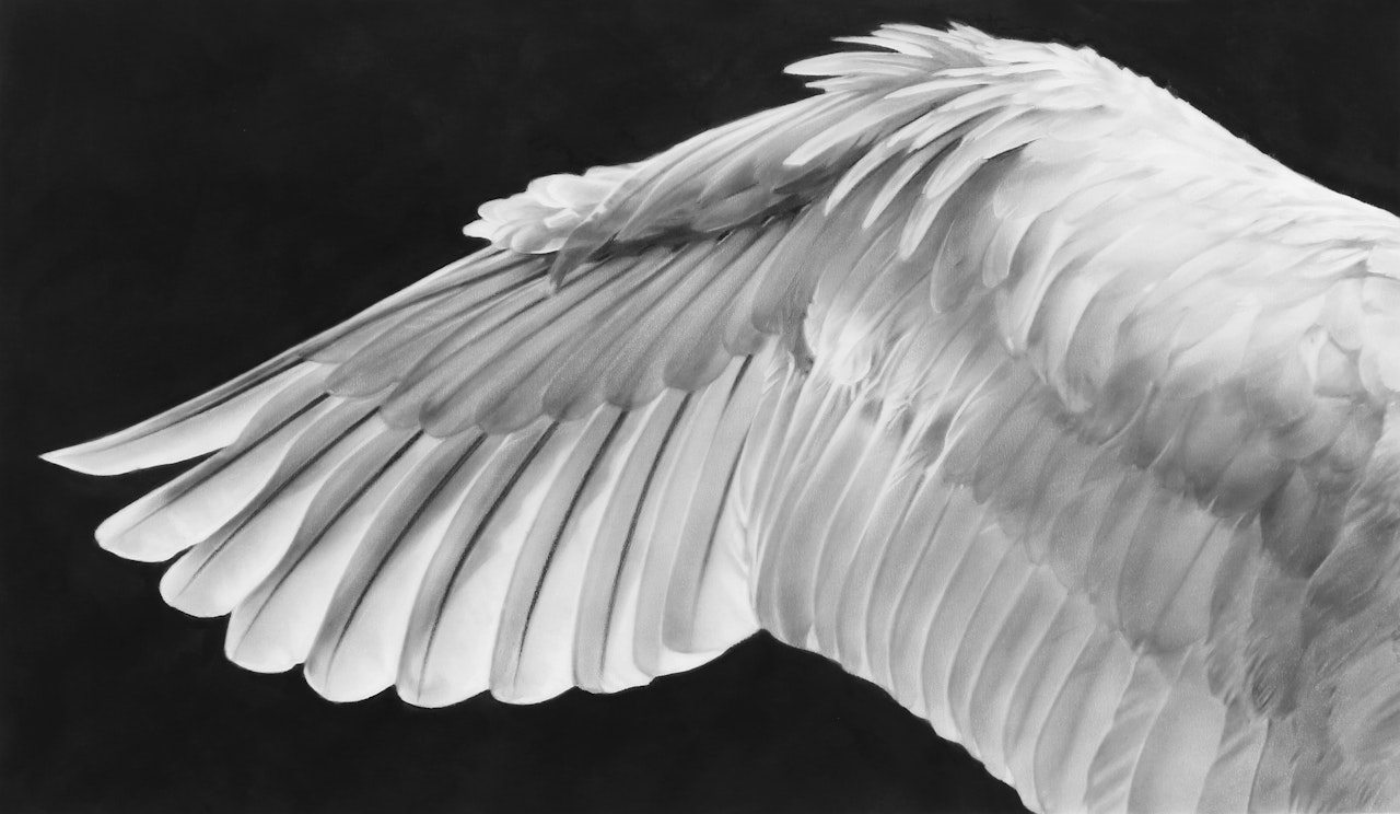 Study of Wing (Flipped) by Robert Longo