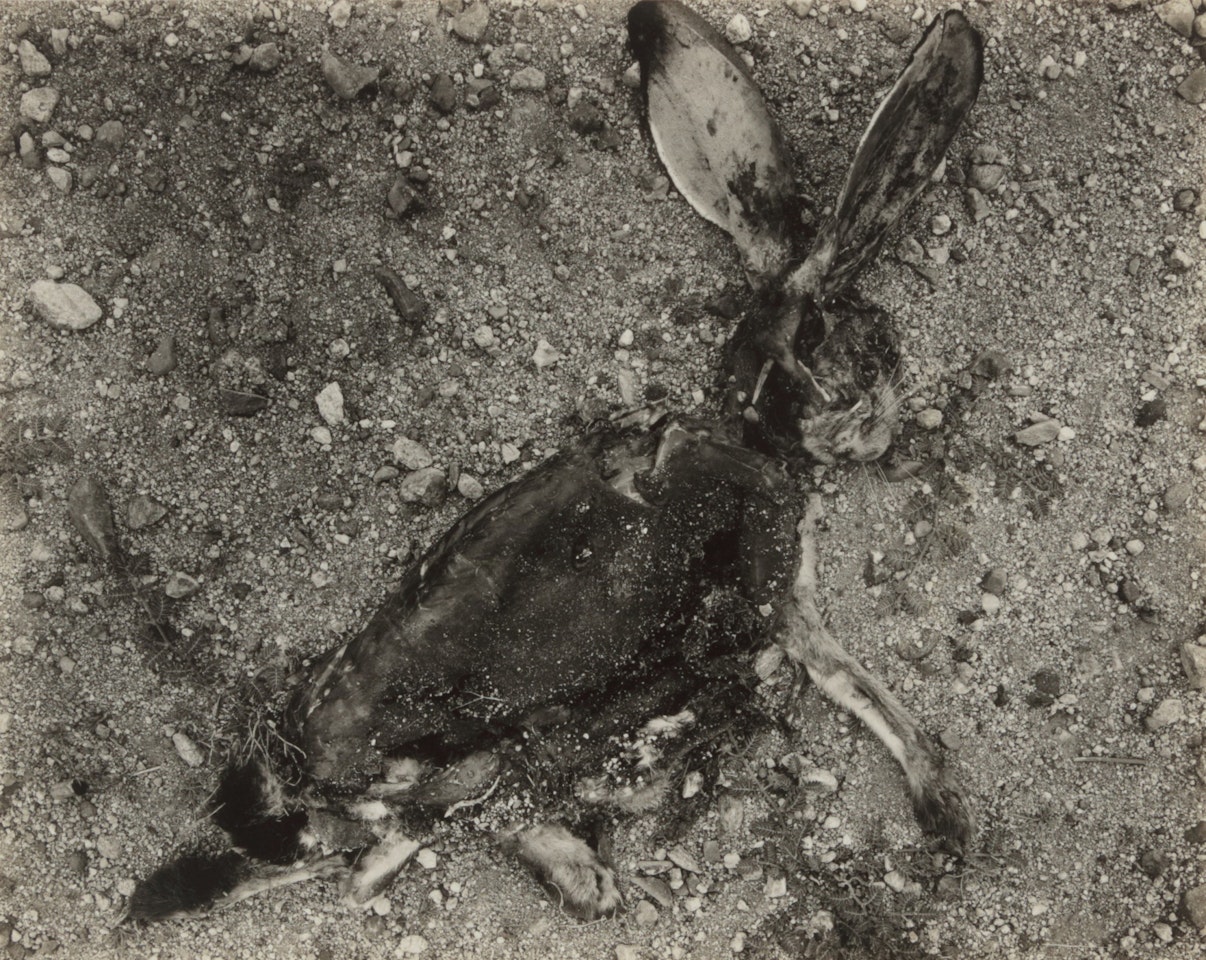 'Negative #30 "Jack Rabbit"' by Frederick Sommer