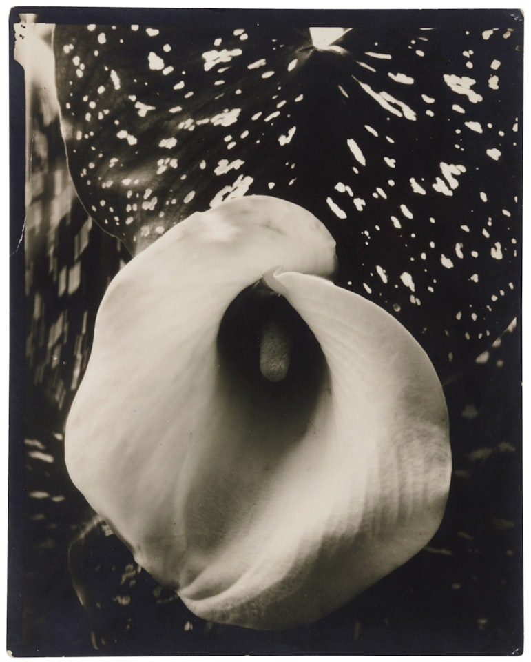 'Calla Lily' by Edward Steichen