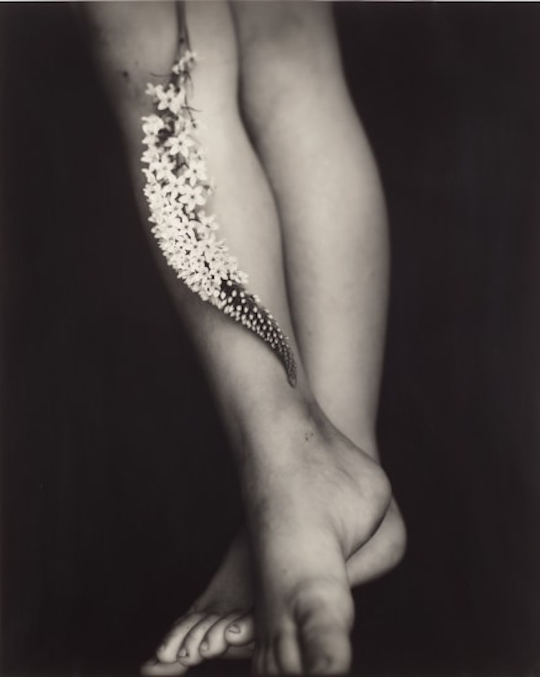 Gooseneck Loosestrife by Sally Mann