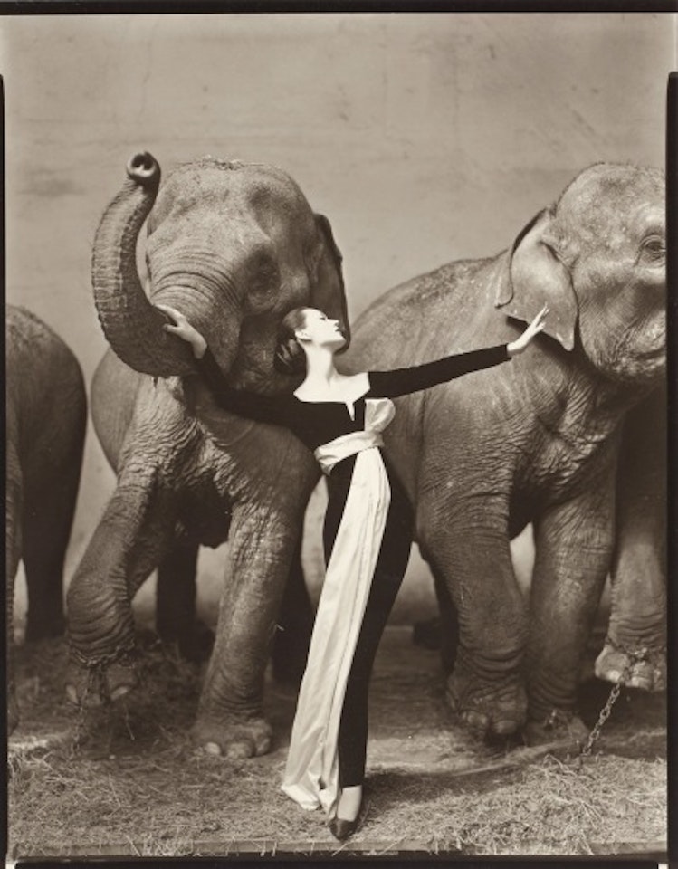 Dovima with elephants, Evening dress by Dior, Cirque d’Hiver, Paris, August by Richard Avedon