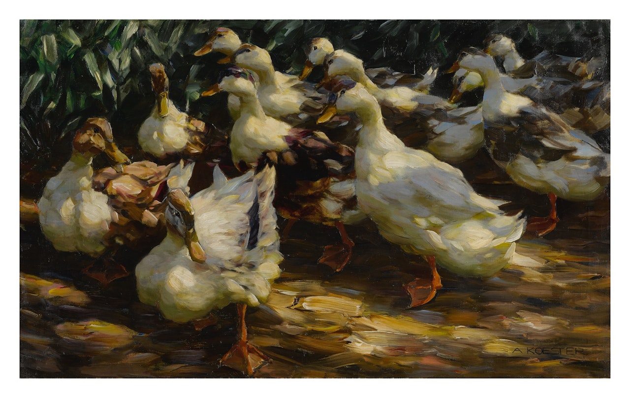 Ducks in Sunlight by Alexander Koester