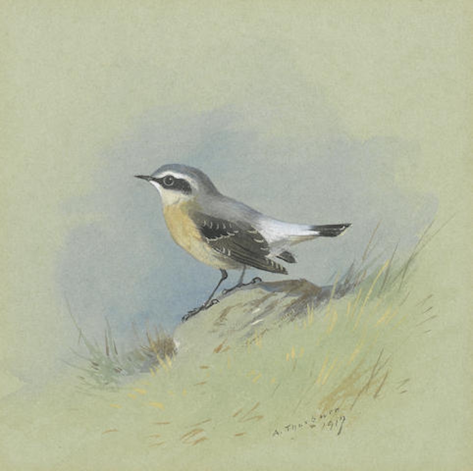 A male Wheatear by Archibald Thorburn
