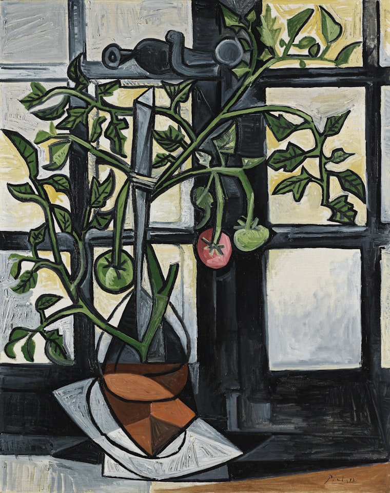 PLANT DE TOMATES by Pablo Picasso