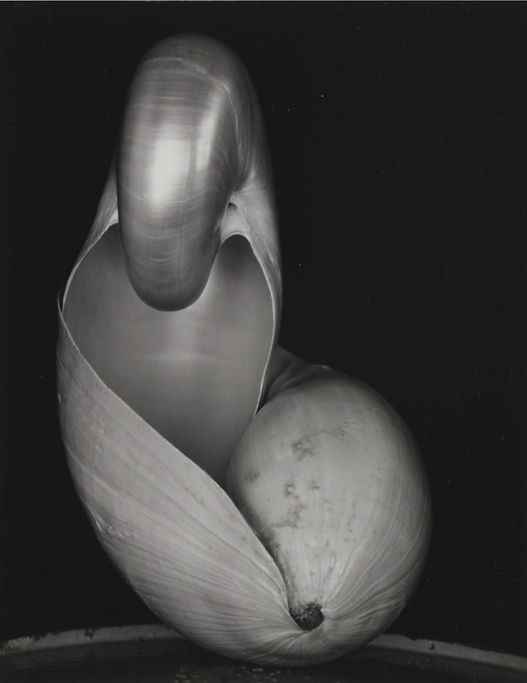 SHELL (DOUBLE NAUTILUSES) by Edward Weston