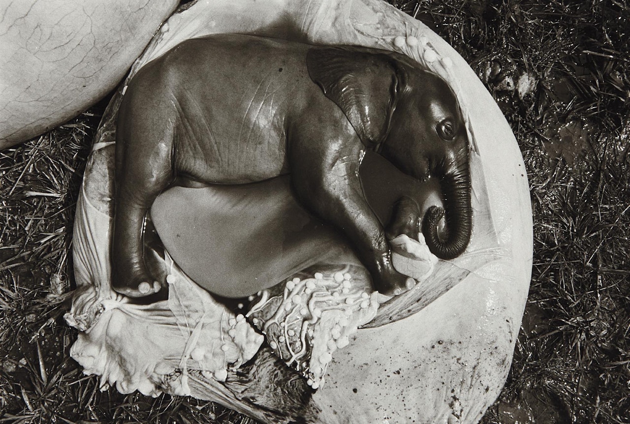 Elephant Embryo, Uganda by Peter Beard