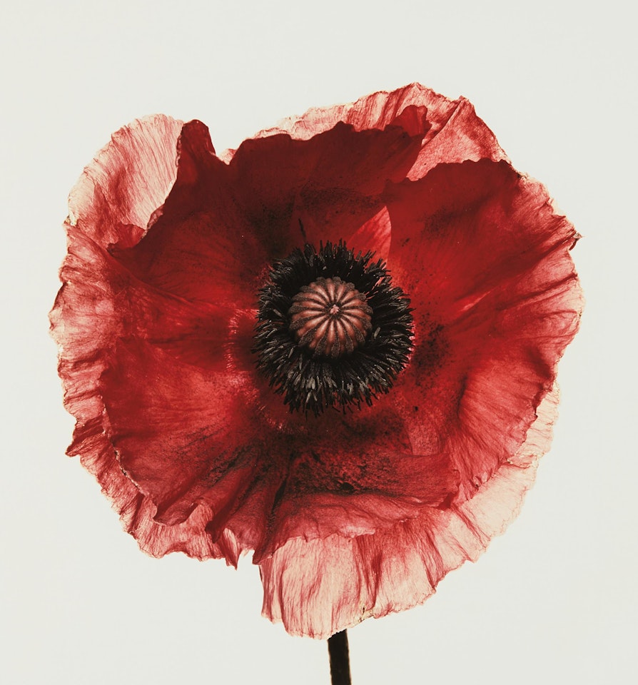 Poppy: Burgundy, New York by Irving Penn