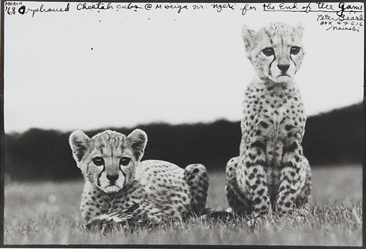 Orphaned Cheetah Cubs, Mweiga National Park, Kenya for The End of the Game by Peter Beard