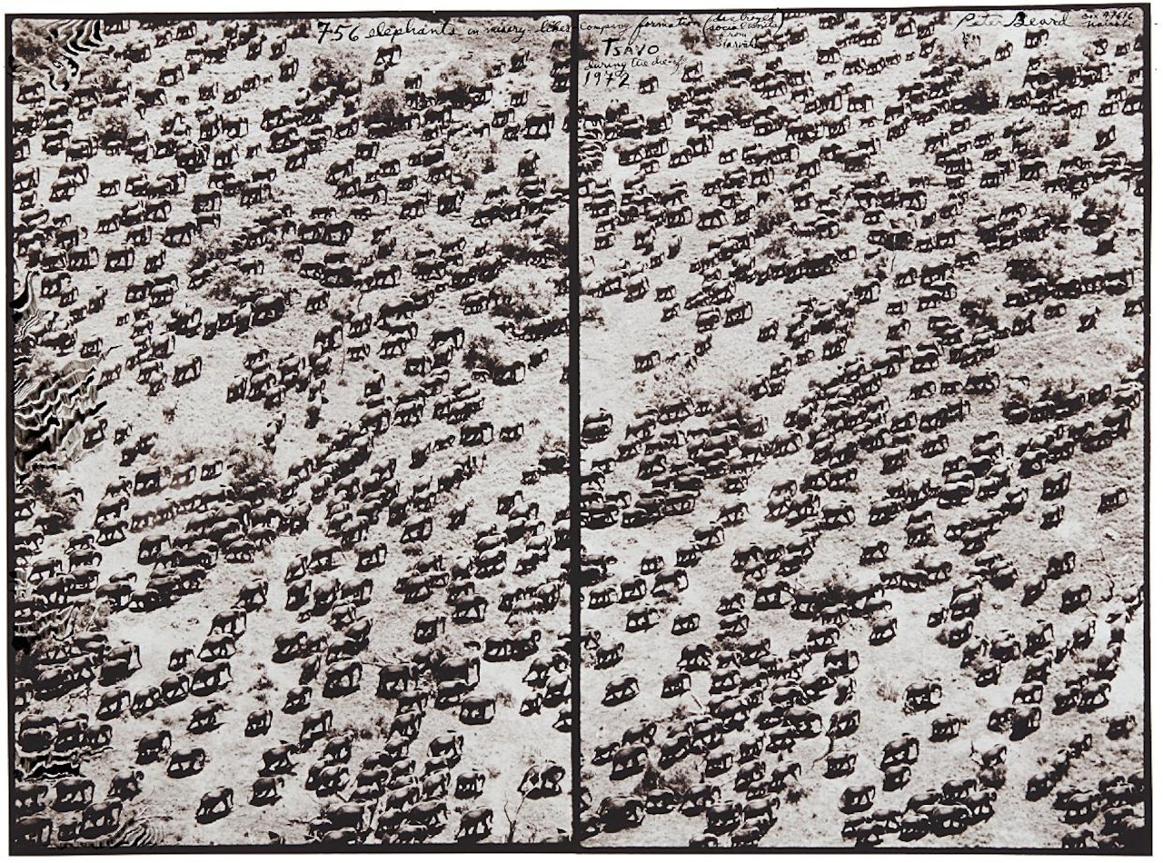 756 elephants in misery-likes company formation, Tsavo during the die-off by Peter Beard