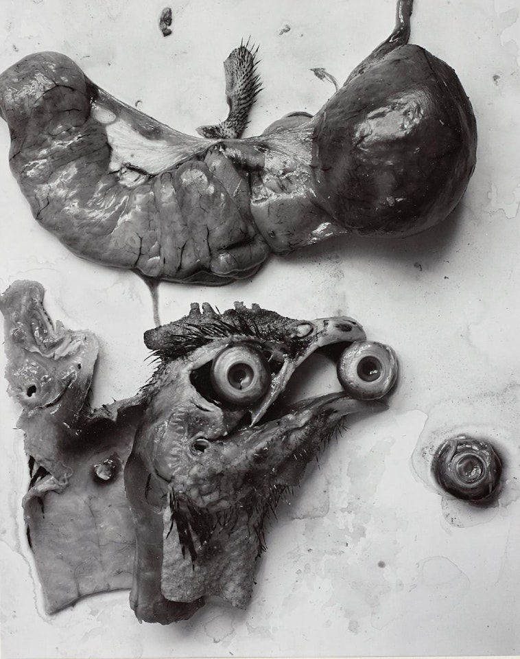 The Anatomy of a Chicken by Frederick Sommer