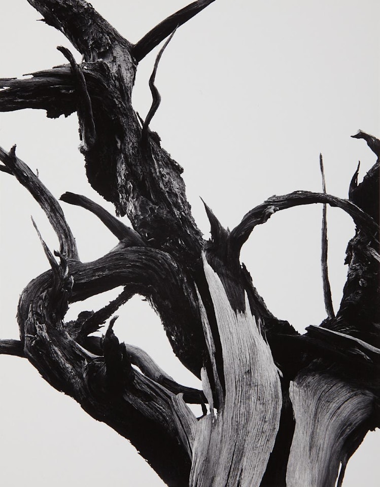 Dead Tree, Sunset Crater National Monument, Arizona by Ansel Adams