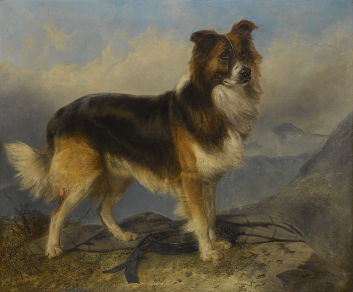 SAMMIE by Richard Ansdell