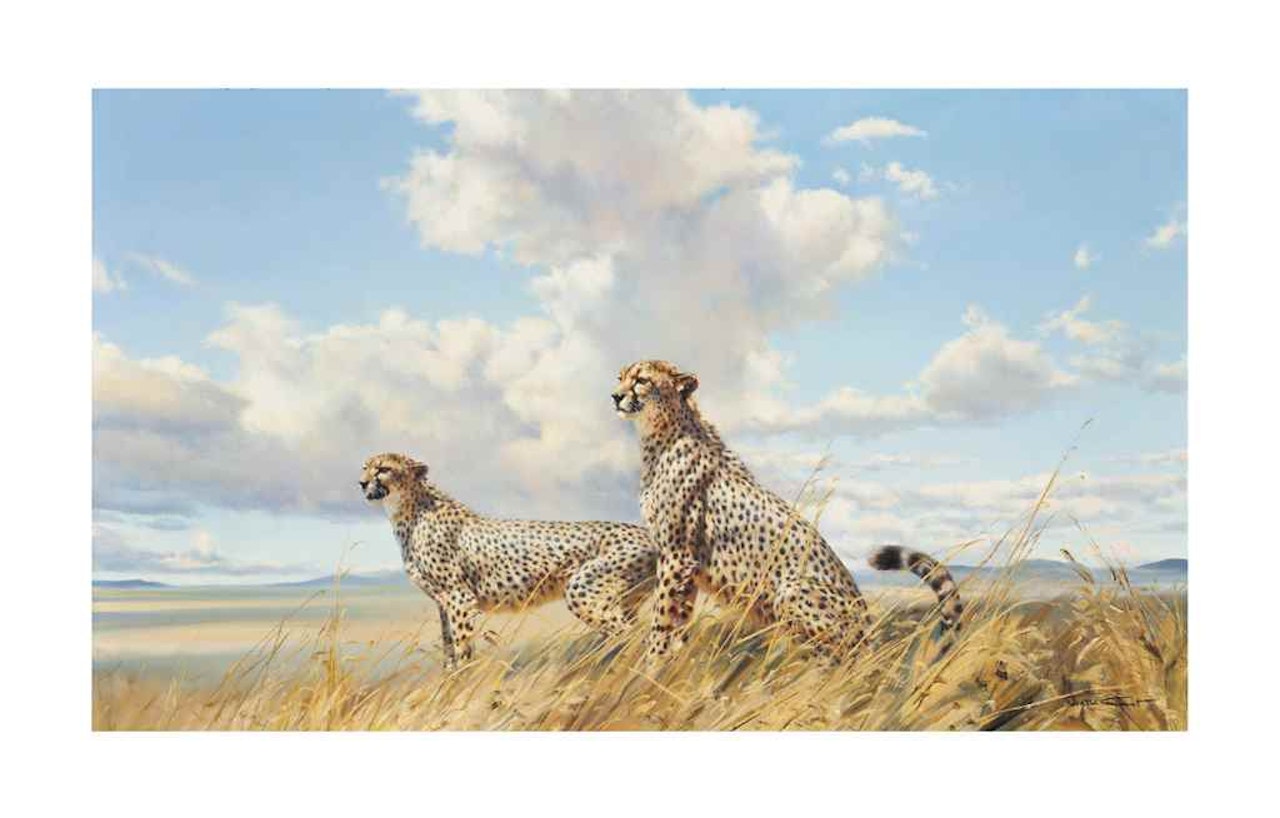 African Cheetahs by Donald Grant