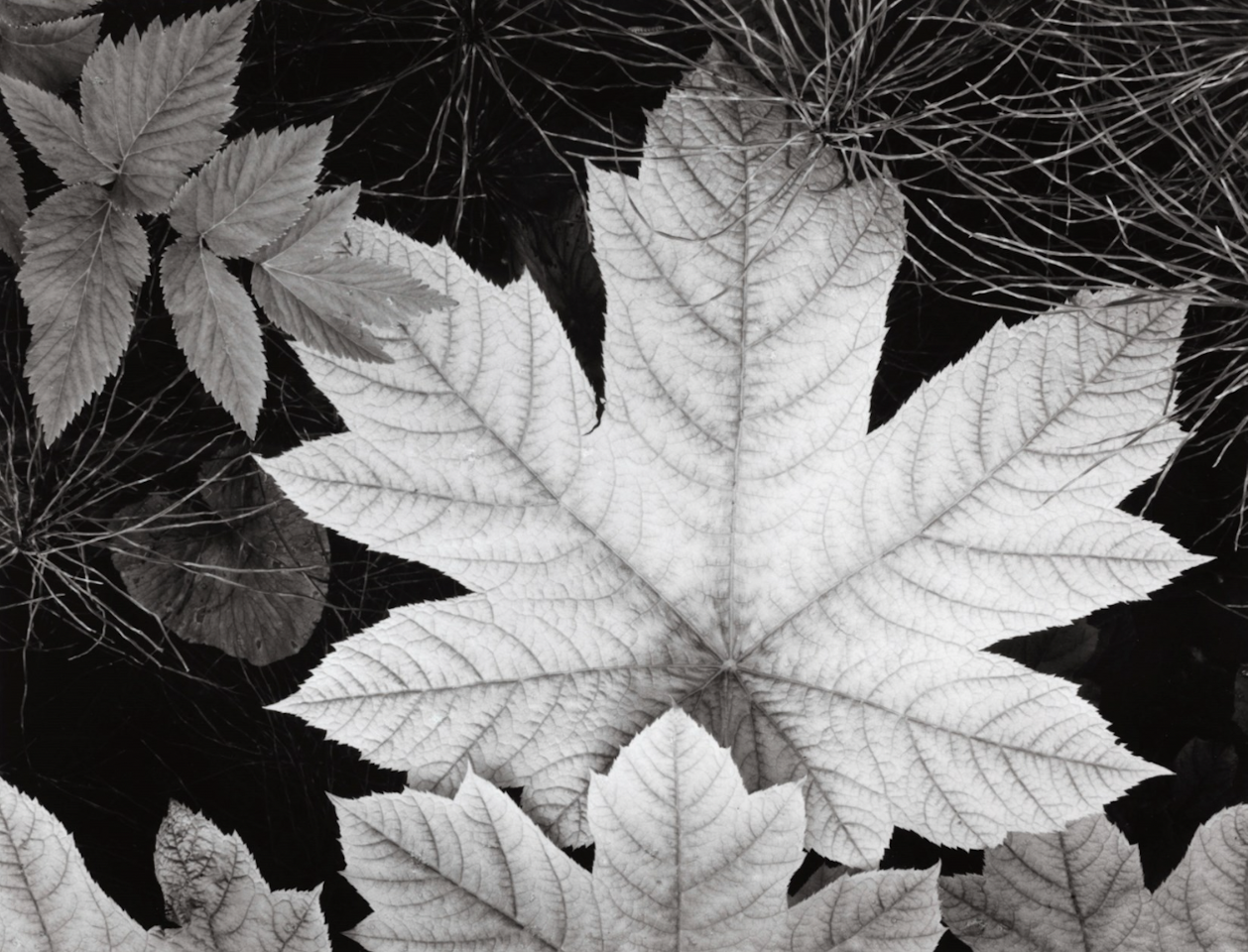 Leaf, Ocean Bay National Monument, Alaska, 1948 by Ansel Adams