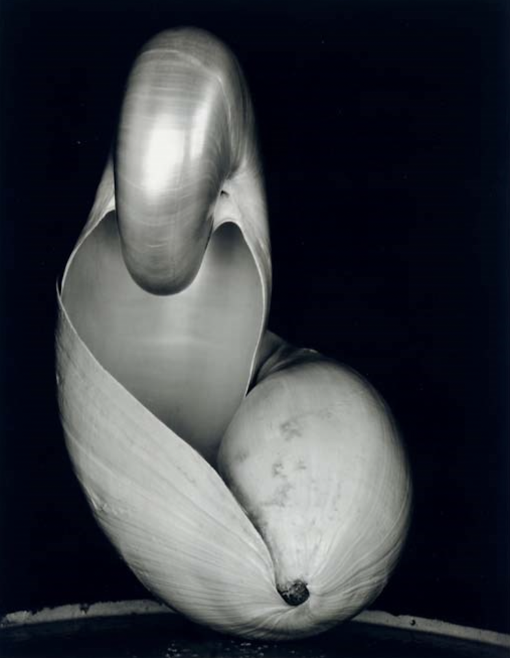 Shell by Edward Weston
