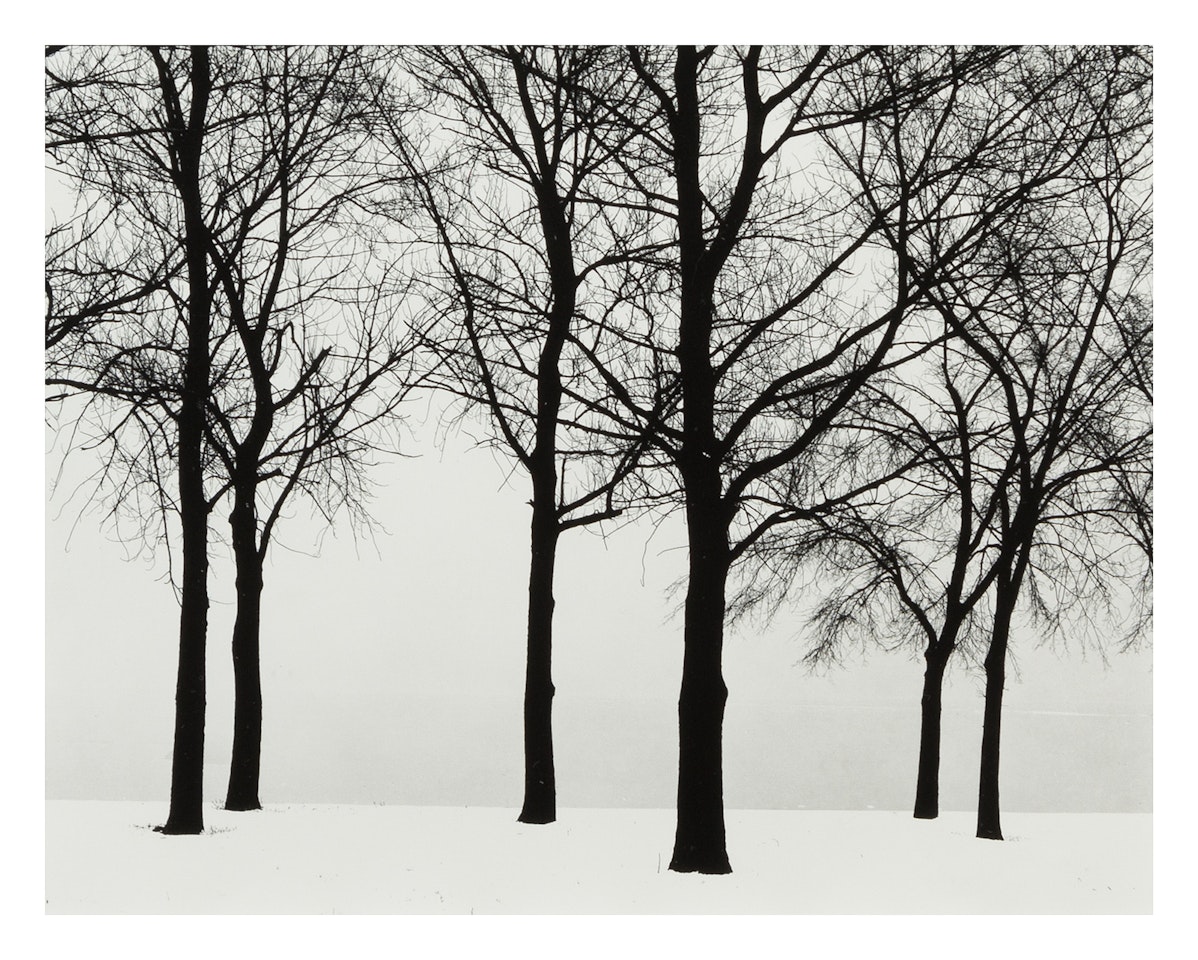 Chicago (trees in snow) by Harry Callahan