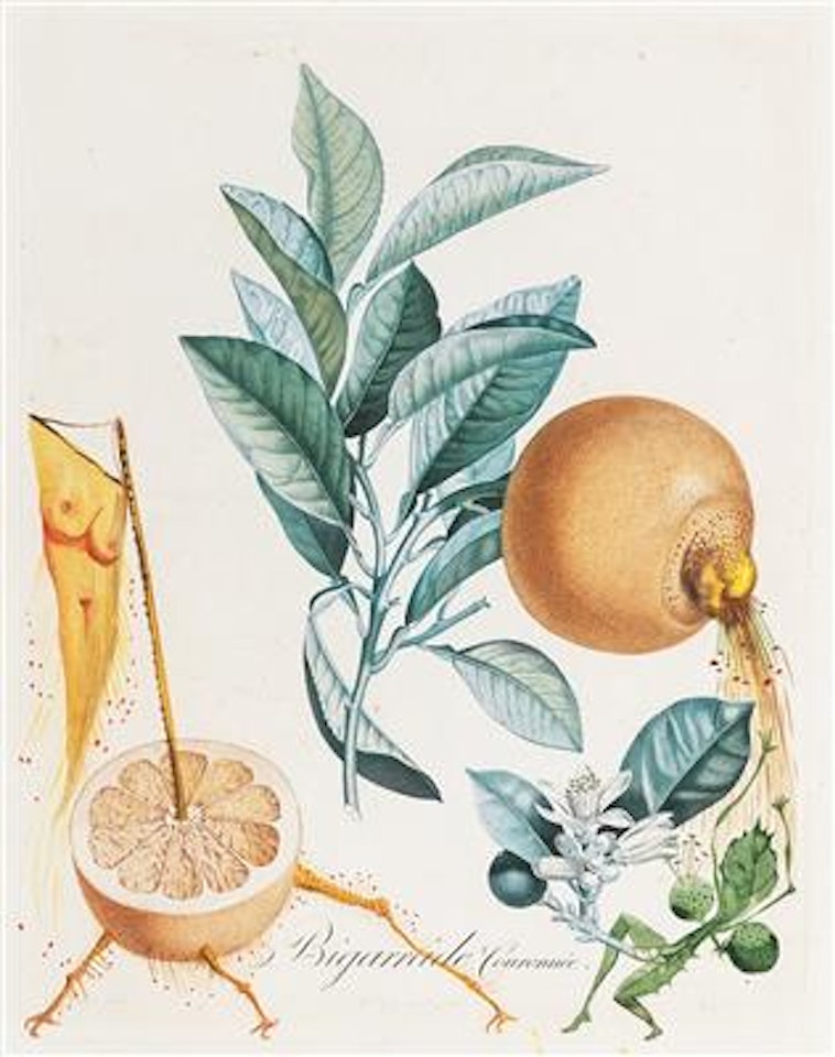 Pampelmousse érotique by Salvador Dali