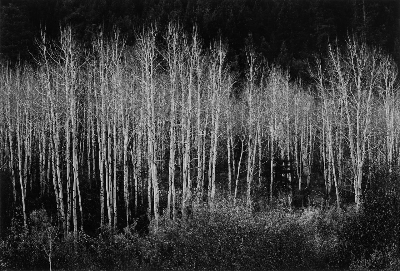 Aspens, Dawn, Dolores River Canyon, Colorado by Ansel Adams