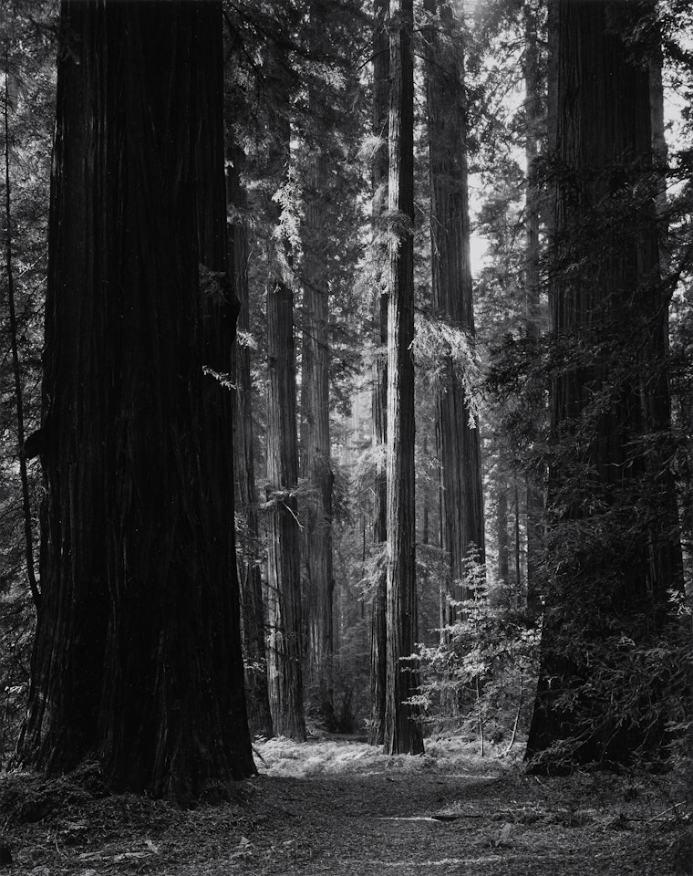 Redwoods by Ansel Adams